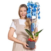 Blue Whisper Mavi Orkide