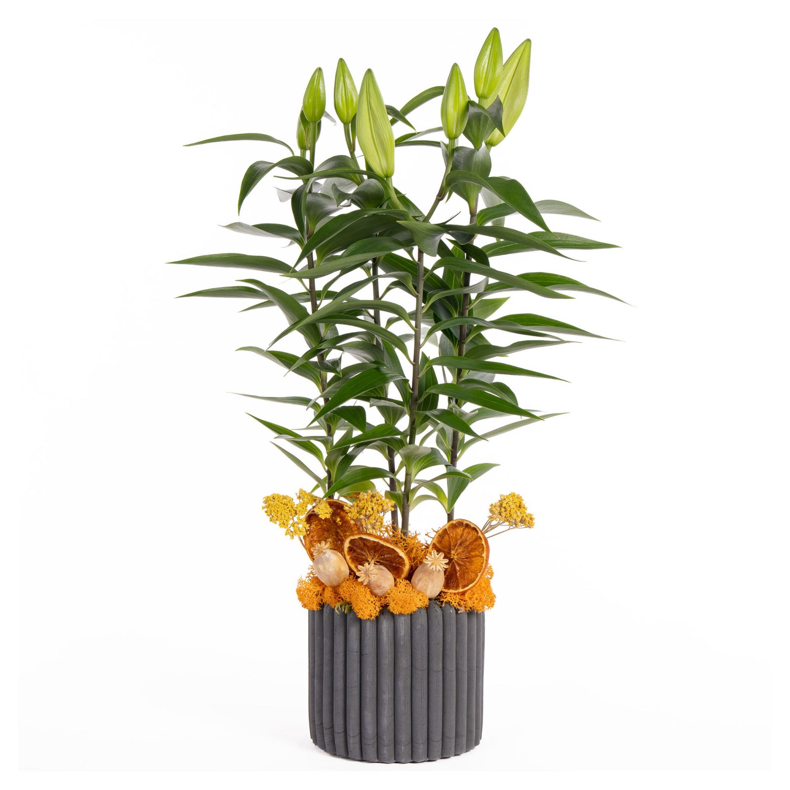 Honey Bud Saksıda Lilyum