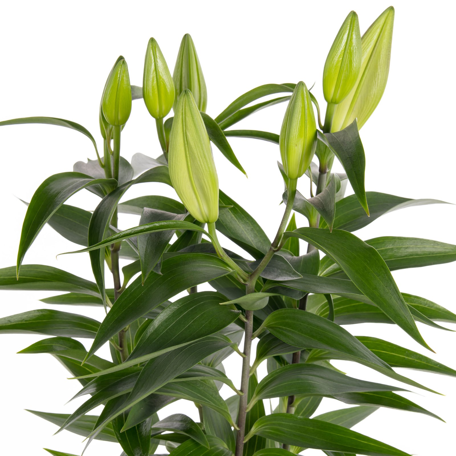 Honey Bud Saksıda Lilyum