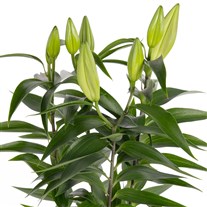 Honey Bud Saksıda Lilyum
