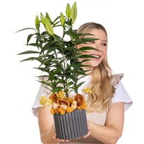 Honey Bud Saksıda Lilyum