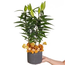 Honey Bud Saksıda Lilyum