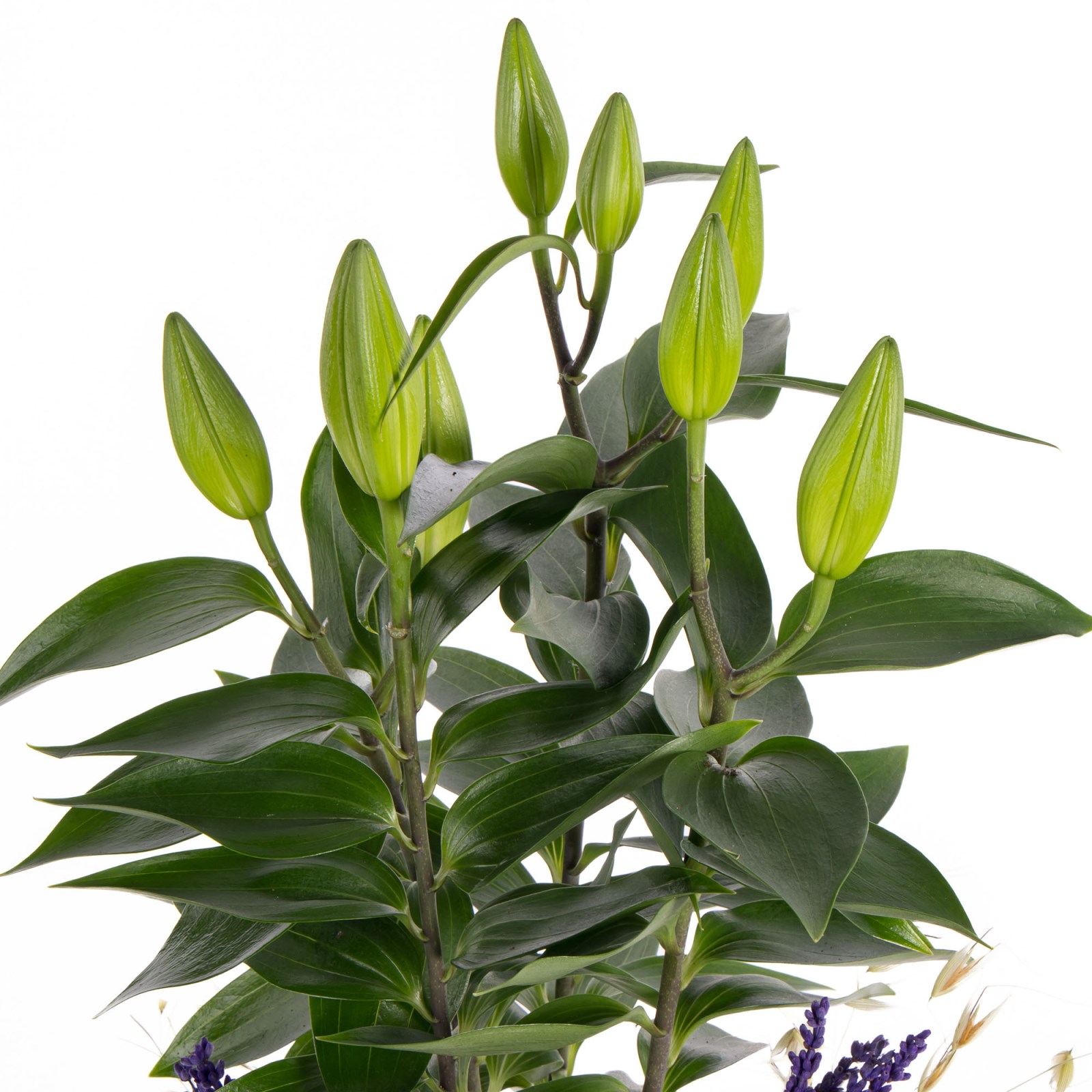 Lily Belle Saksıda Lilyum