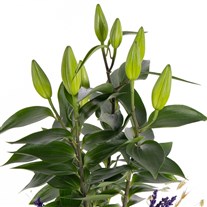 Lily Belle Saksıda Lilyum