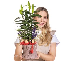Lily Belle Saksıda Lilyum