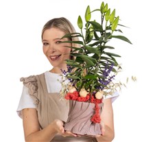 Lily Belle Saksıda Lilyum