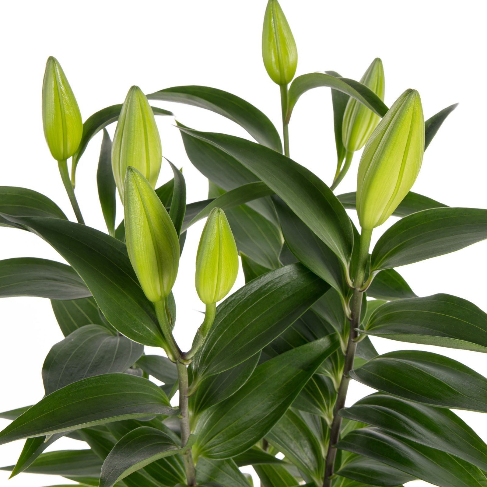 Citrus Lily Saksıda Lilyum