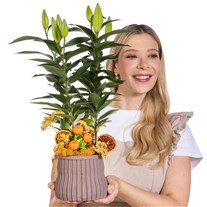 Citrus Lily Saksıda Lilyum