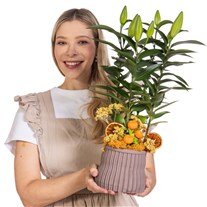 Citrus Lily Saksıda Lilyum