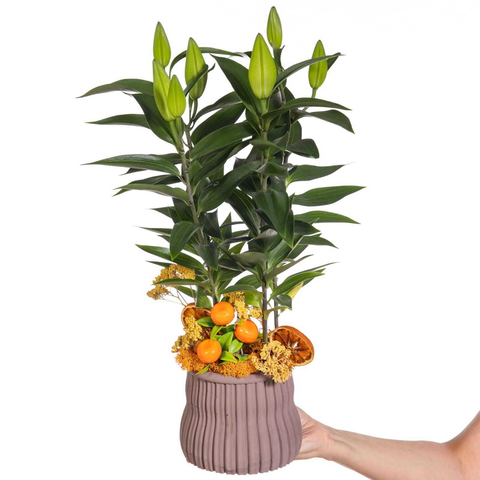 Citrus Lily Saksıda Lilyum