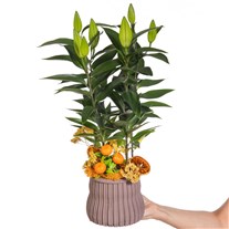 Citrus Lily Saksıda Lilyum
