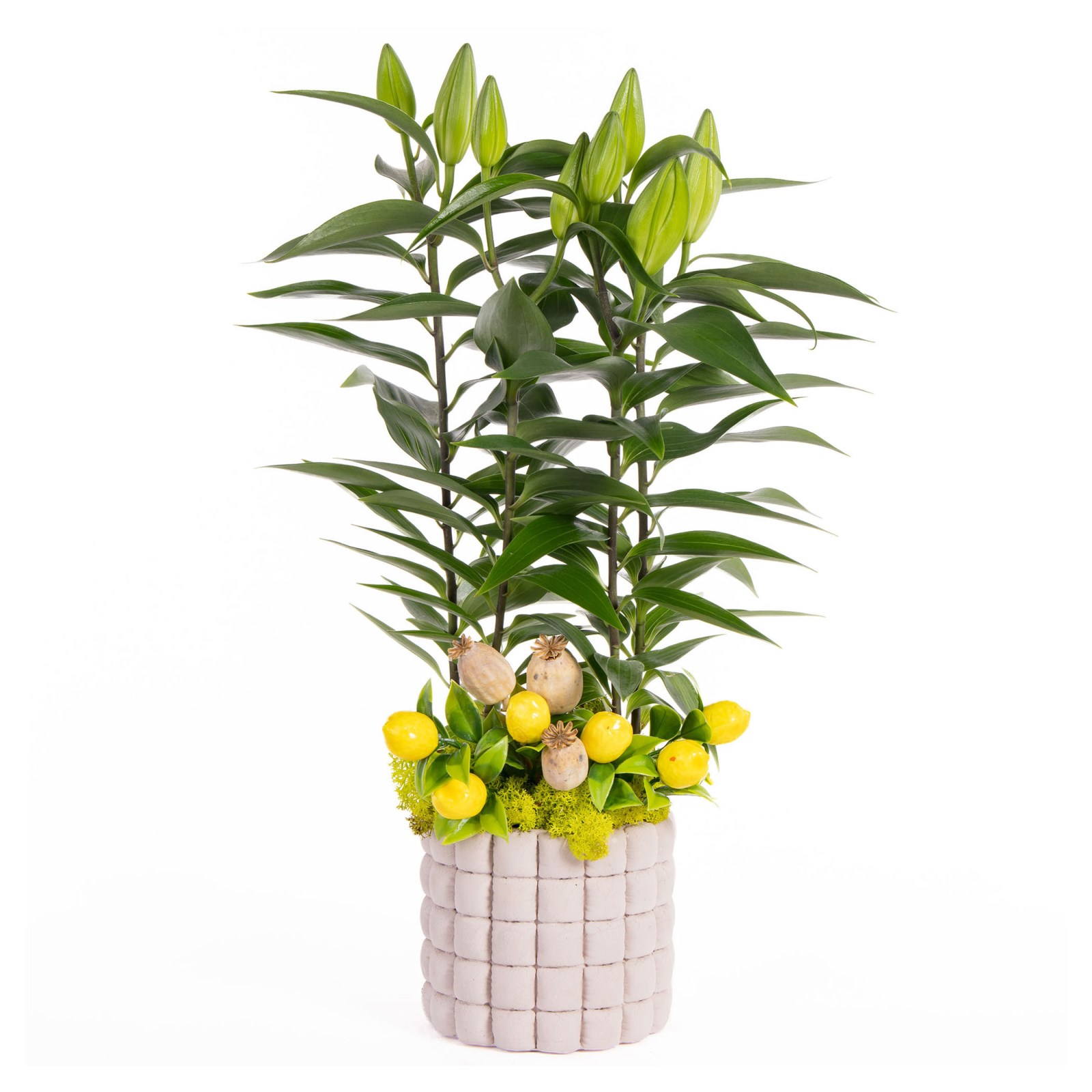 Lemon Lily Saksıda Lilyum