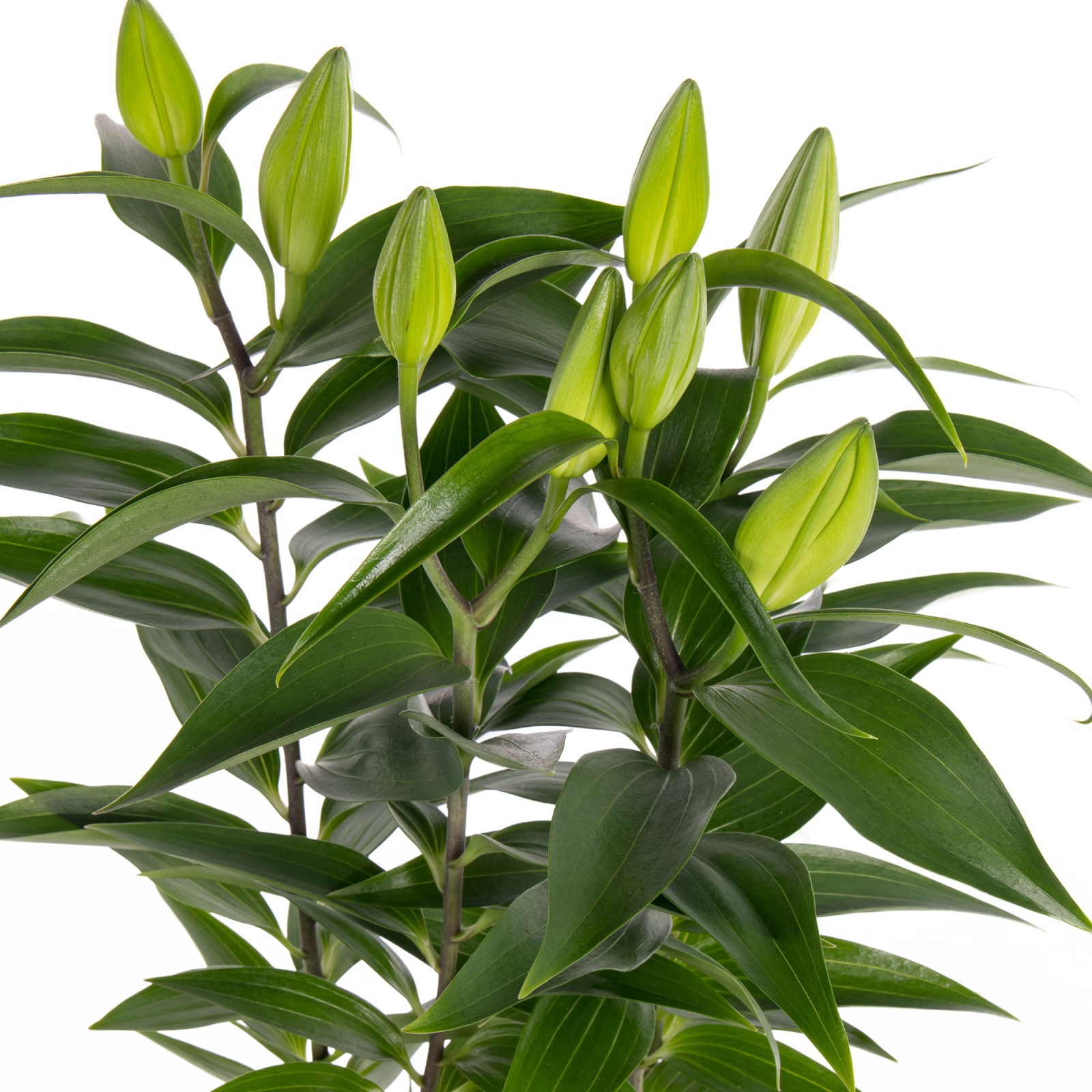 Lemon Lily Saksıda Lilyum