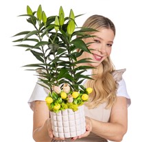 Lemon Lily Saksıda Lilyum