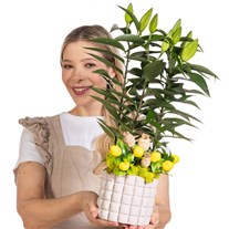 Lemon Lily Saksıda Lilyum