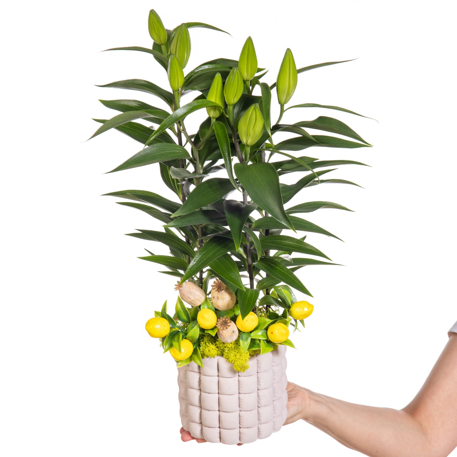 Lemon Lily Saksıda Lilyum