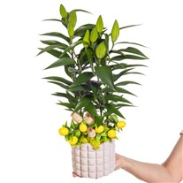 Lemon Lily Saksıda Lilyum