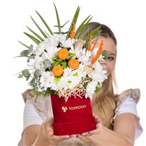 Daisy Sparkle Işıl Işıl Papatyalar