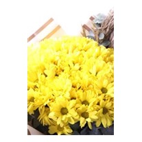 Yellow Fall Papatyalar