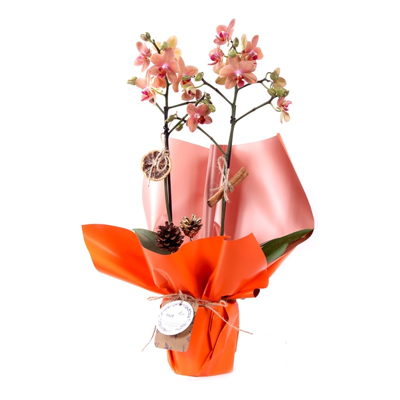 Orange Festive Christmas Orkide