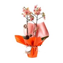 Orange Festive Christmas Orkide