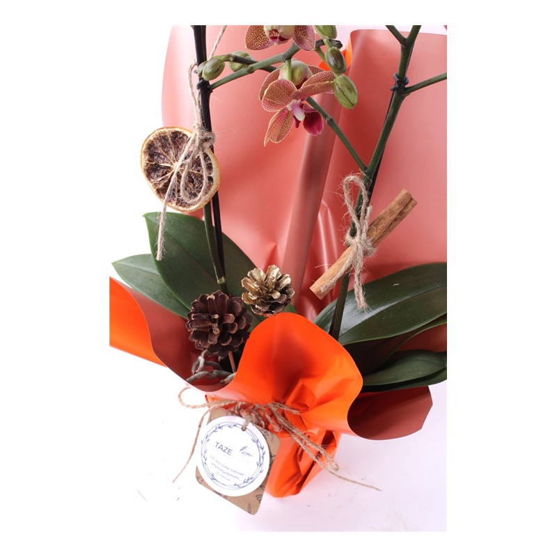 Orange Festive Christmas Orkide