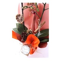 Orange Festive Christmas Orkide