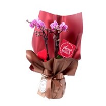 Always & Forever Midi Orkide