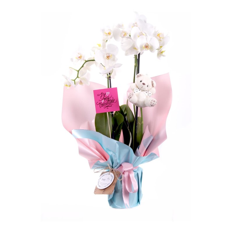 Be My Valentine 3 Dal Orkide