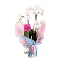 Be My Valentine 3 Dal Orkide