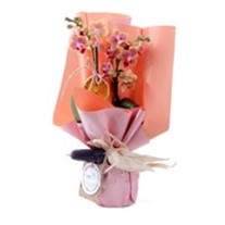 Marmalade Orkide