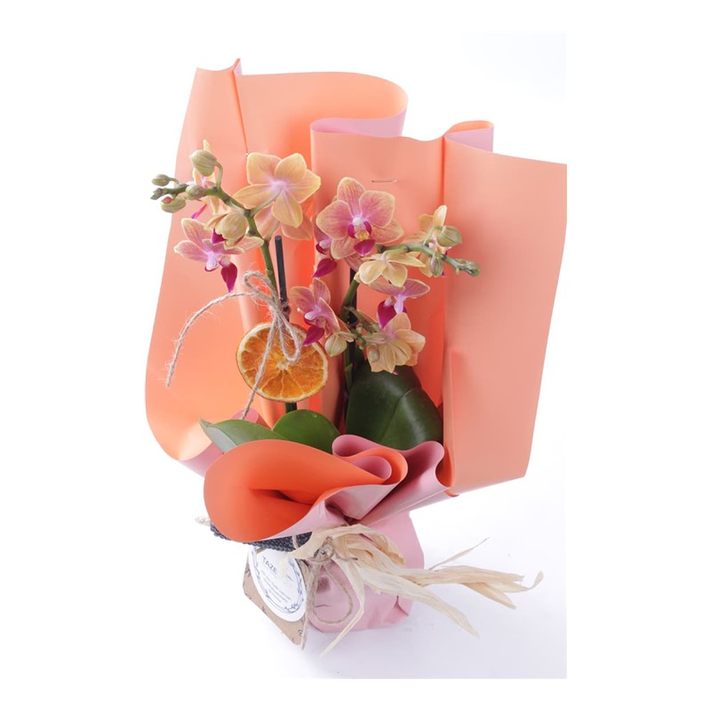 Marmalade Orkide