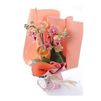 Marmalade Orkide