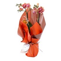 Best Color Orkide