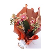 Best Color Orkide