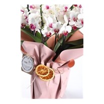 White Story Multi Bloom Orkide