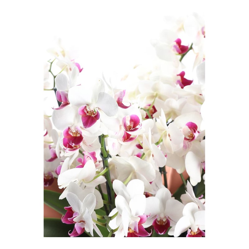 White Story Multi Bloom Orkide