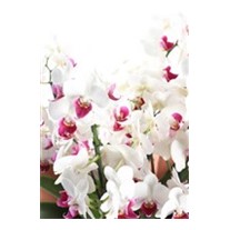 White Story Multi Bloom Orkide