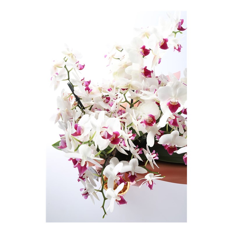 White Story Multi Bloom Orkide