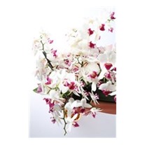 White Story Multi Bloom Orkide
