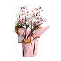 White Story Multi Bloom Orkide