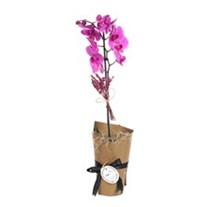 Exotic Wind Orkide