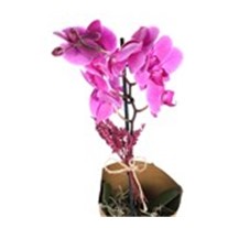 Exotic Wind Orkide