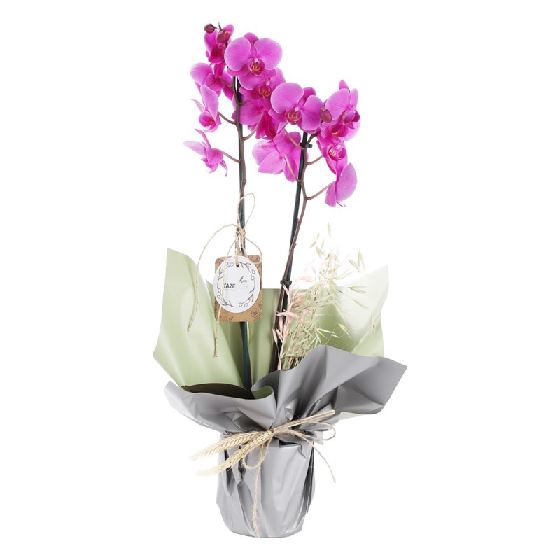Exotic Premium Mor Orkide