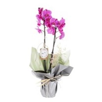 Exotic Premium Mor Orkide