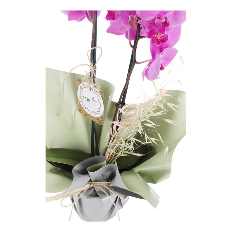 Exotic Premium Mor Orkide