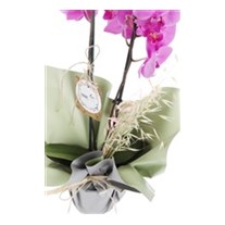 Exotic Premium Mor Orkide