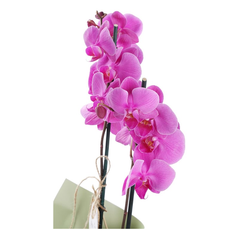 Exotic Premium Mor Orkide