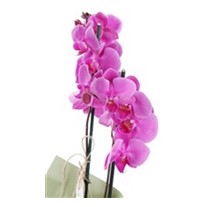 Exotic Premium Mor Orkide