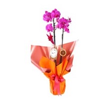 Double Smile Purple Orkide